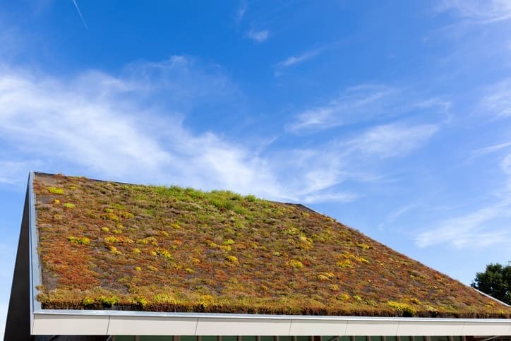 zielony dach modułowy